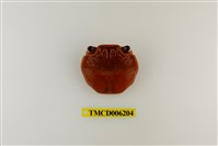 藏品(白紋方蟹)的圖片